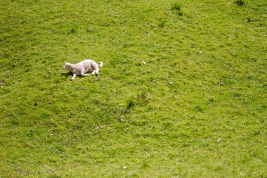 koyun çim üzerinde yalan
