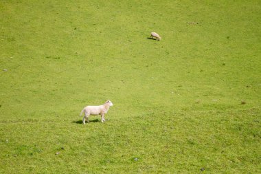 Koyunlar tarlada otluyor.