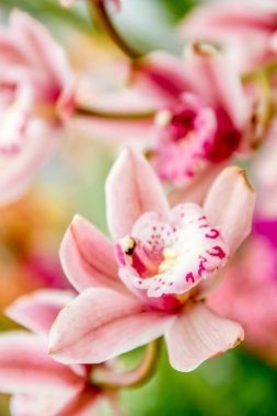 güzel orkide çiçekler