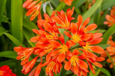 Renkli taze bahar Frezya çiçeği 