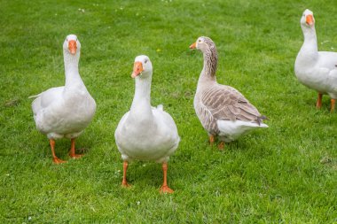 Kaz aile çimenlerin üzerinde 
