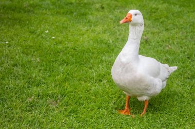 Çimenlerin üzerinde yürüyüş kaz  