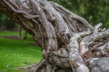 ağaç Park, auckland
