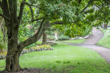 ağaç Park, auckland