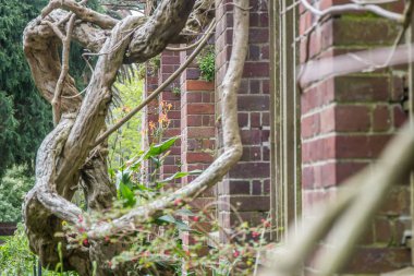 ağaç Park, auckland