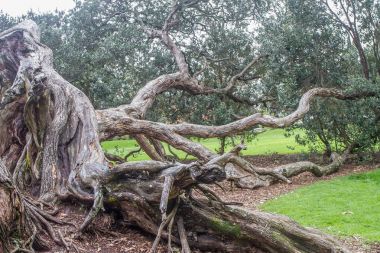ağaç Park, auckland