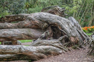 ağaç Park, auckland