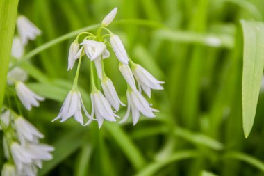 Beyaz bahar çiçekleri