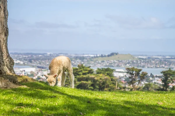 Pâturage d'agneau sur herbe — Photo