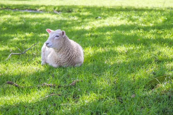 De schaduw van de schapen in liegen — Stockfoto