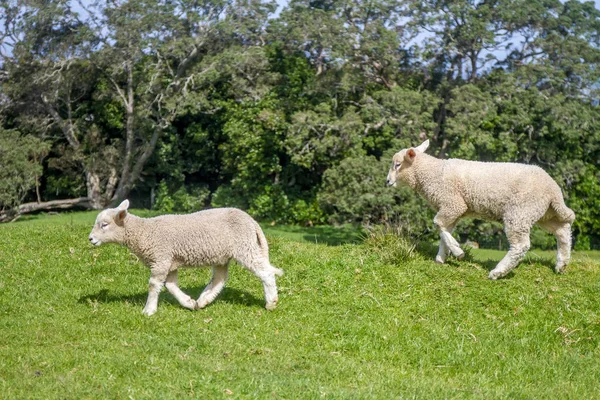 Вівці пасуться на полі — стокове фото