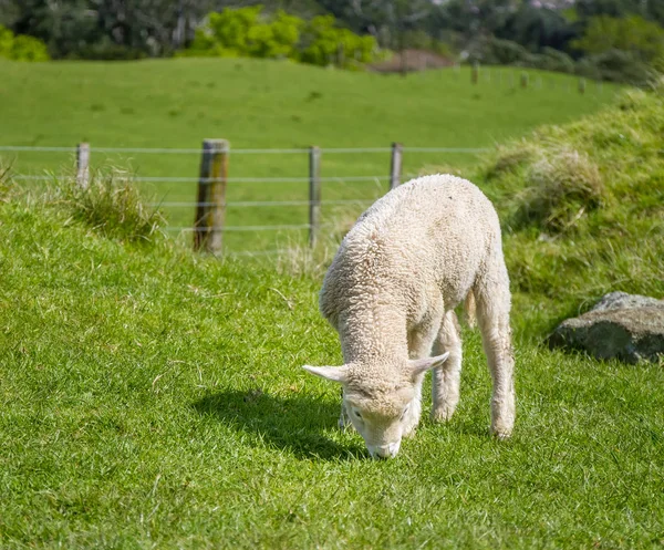 Schapen die gras eten — Stockfoto