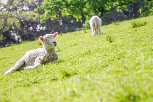 Beweiding van schapen op het veld — Stockfoto
