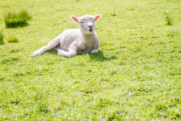 Får liggande på gräset — Stockfoto
