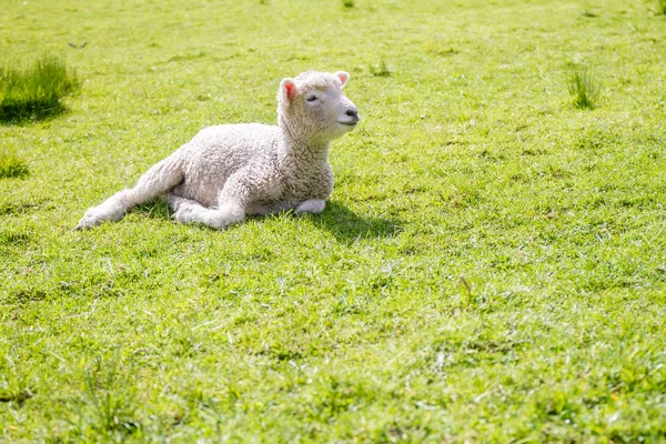 Ovelha deitada na grama — Fotografia de Stock