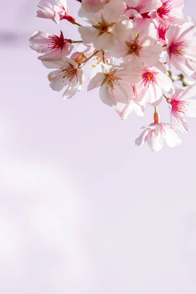 Cherry tree blossom — Stock Photo, Image