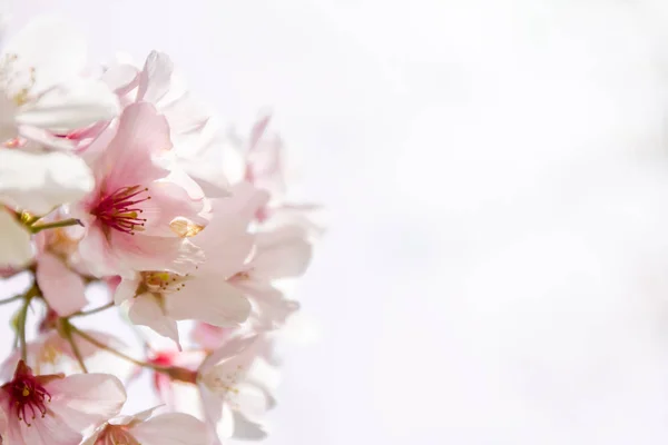 樱桃树开花 — 图库照片