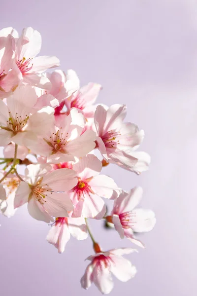 樱桃树开花 — 图库照片