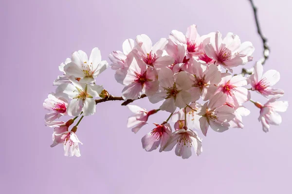 Kersenboom bloesem — Stockfoto