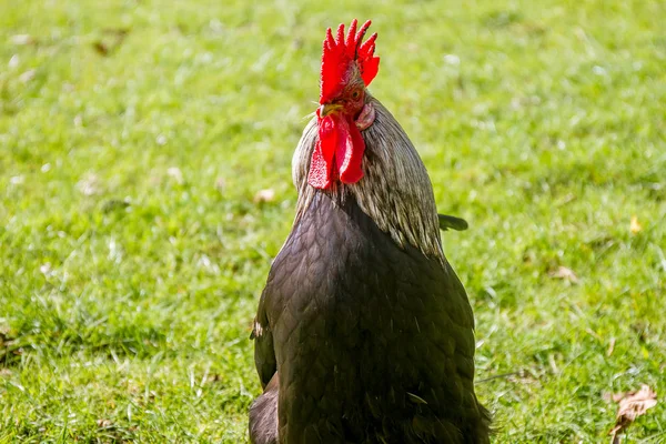 Negro polla en hierba — Foto de Stock