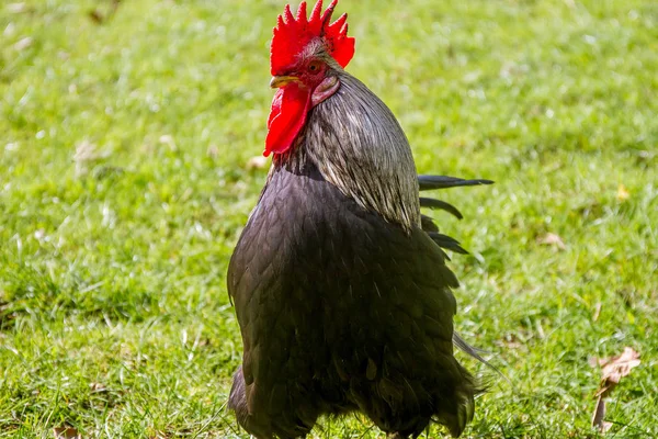Black cock on grass — Stock Photo, Image