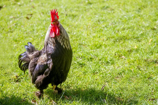 Negro polla en hierba —  Fotos de Stock