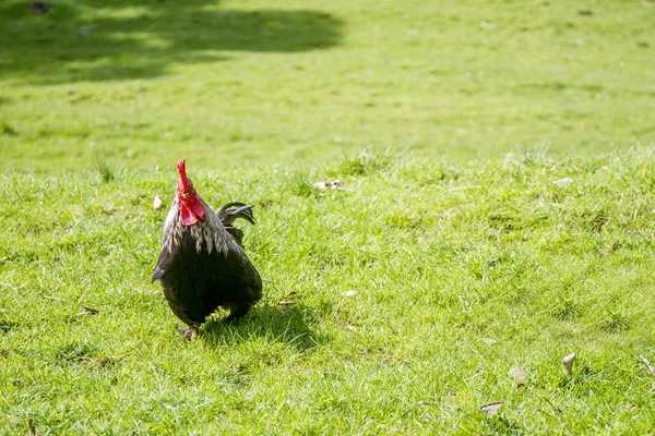 Negro polla en hierba — Foto de Stock