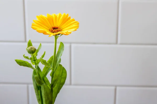 Flor amarilla brillante —  Fotos de Stock