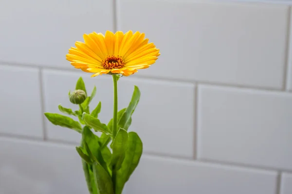 Φωτεινό κίτρινο λουλούδι — Φωτογραφία Αρχείου