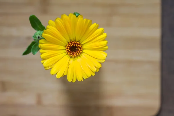 Bright yellow flower — Stock Photo, Image