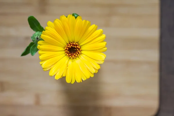 Flor amarela brilhante — Fotografia de Stock