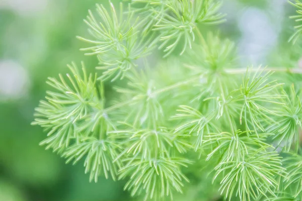 Evergreen pine needles — Stock Photo, Image