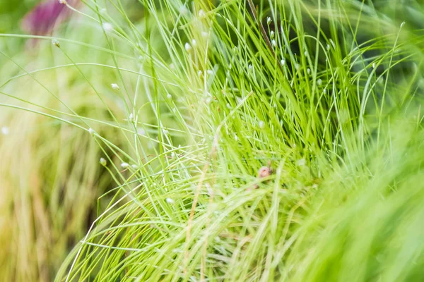 Green summer grass — Stock Photo, Image