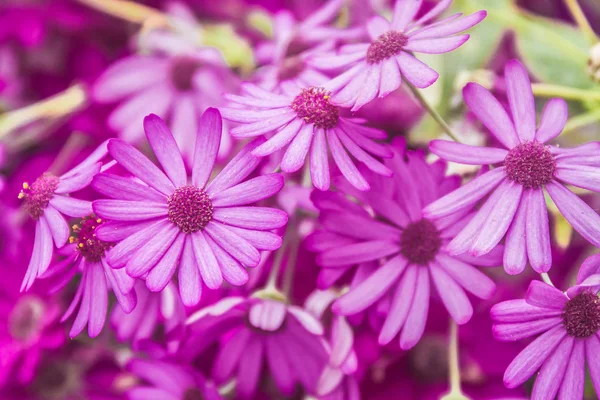 Spring blossom flowers — Stock Photo, Image