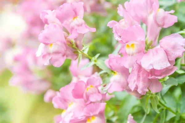 Flores de flor de primavera —  Fotos de Stock