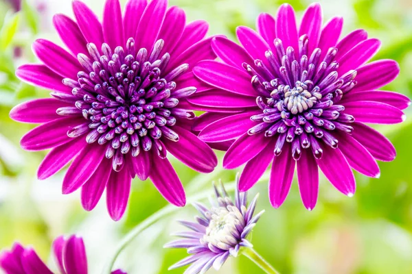 Spring blossom flowers — Stock Photo, Image