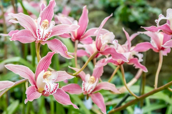 Vackra orkidé blommor — Stockfoto