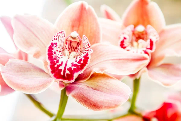 Lindas flores de orquídea — Fotografia de Stock