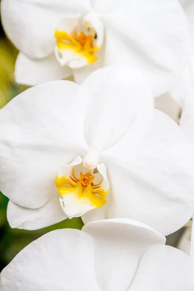 Beautiful orchid flowers — Stock Photo, Image