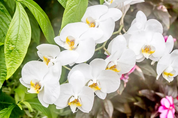 Beautiful orchid flowers — Stock Photo, Image