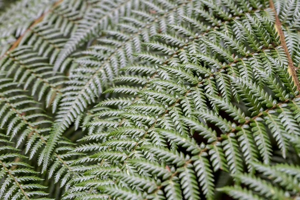 Feuilles de fougère verte — Photo