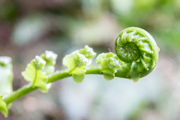 Little fern branch — Stock Photo, Image