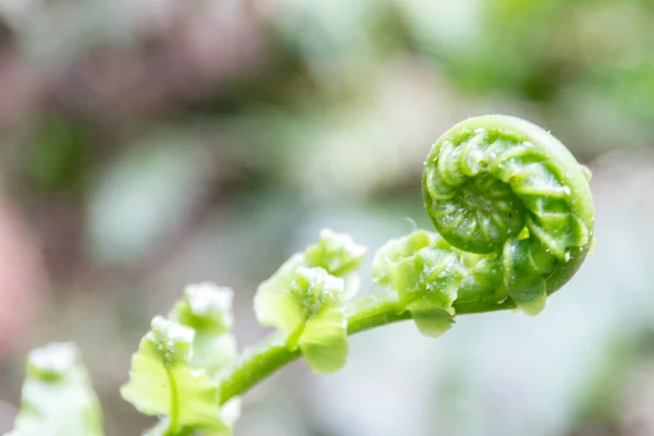 Little fern branch — Stock Photo, Image