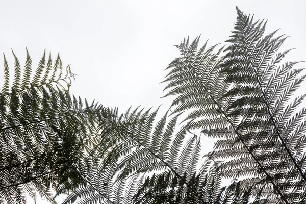 Groene varenbladeren — Stockfoto