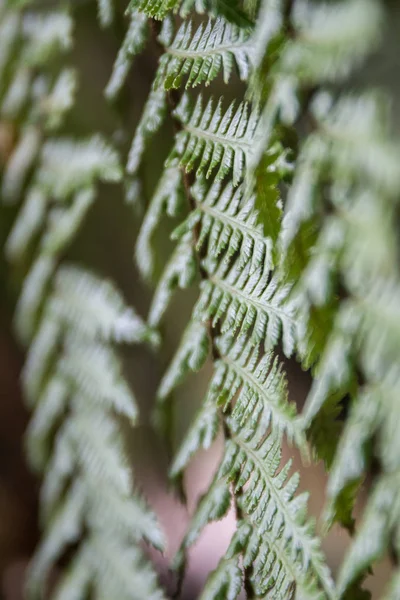 Feuilles de fougère fraîches — Photo