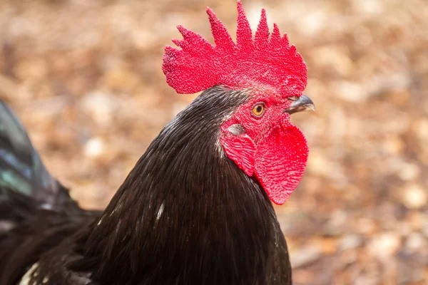 Černý kohout na farmě — Stock fotografie