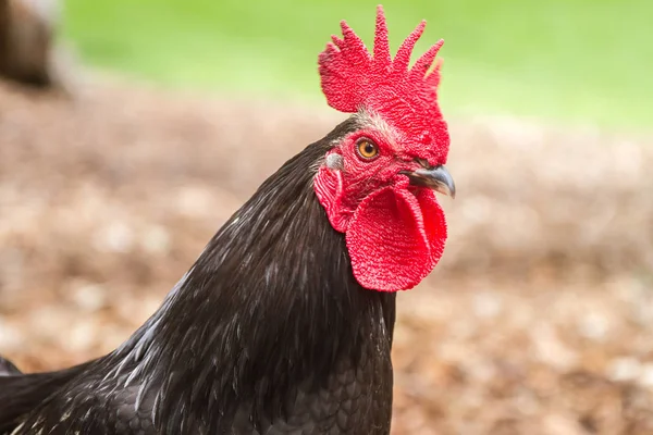 Negro polla en granja —  Fotos de Stock