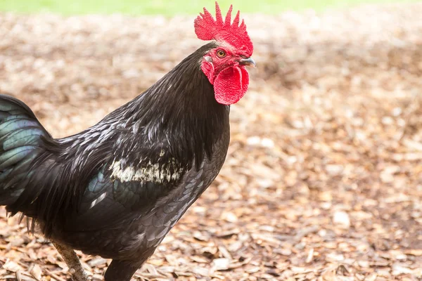 Zwarte pik op boerderij — Stockfoto