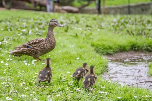 Entenfamilie auf Gras — Stockfoto