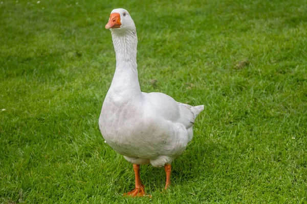 Duck walking in lawn — Stock Photo, Image